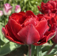  Tulipan Red Princess 8 løg